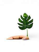 Small Monstera Leaves