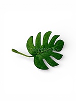 Small Monstera Leaves