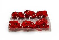 Regal Red Blossom