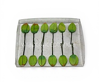 Leaves On stick- Multicolour