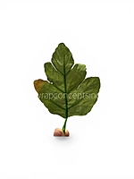 Forest Crown Leaves