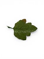 Forest Crown Leaves