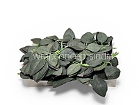 Rose Plant Leaves Pack