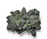 Rose Plant Leaves Pack