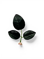 Rose Plant Leaves Pack