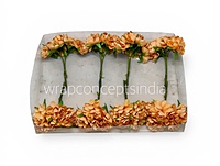 Apricot Peach Blossom Flowers