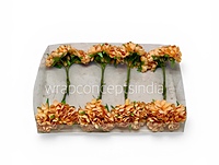 Apricot Peach Blossom Flowers