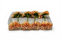 Apricot Peach Blossom Flowers