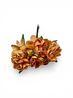 Apricot Peach Blossom Flowers