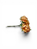 Apricot Peach Blossom Flowers