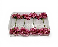 Rose Pink Blossom Flowers