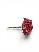 Rose Pink Blossom Flowers