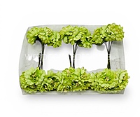 Spring Lime Bloom Bunch