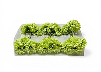 Spring Lime Bloom Bunch