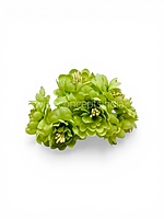 Spring Lime Bloom Bunch