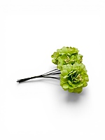 Spring Lime Bloom Bunch