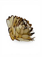 Almond Sola Wood Flower