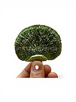 Green Dried Botanical Pods