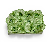 Fresh Mint Rose