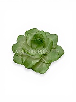 Fresh Mint Rose