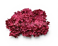 Wine Hydrangeas