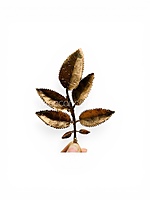 Aureleaf Spray