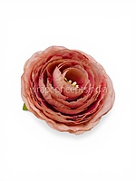 Dusky Blush Ranunculus