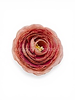 Dusky Blush Ranunculus