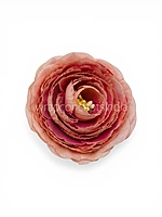 Dusky Blush Ranunculus