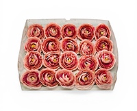 Dusky Blush Ranunculus