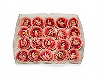 Dusky Blush Ranunculus