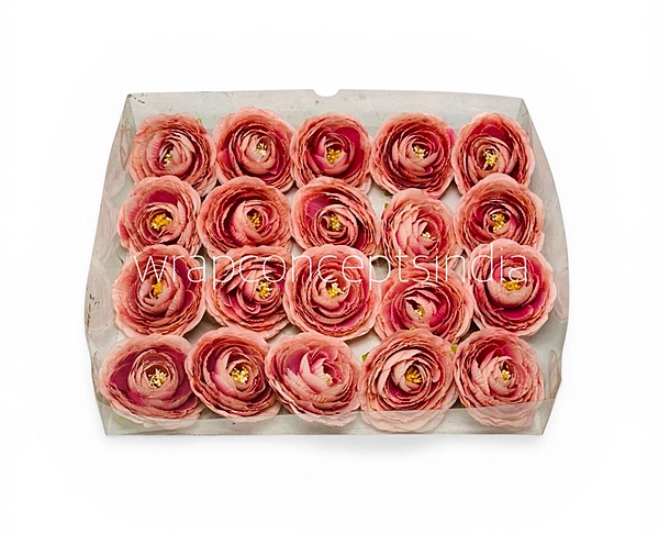 Dusky Blush Ranunculus