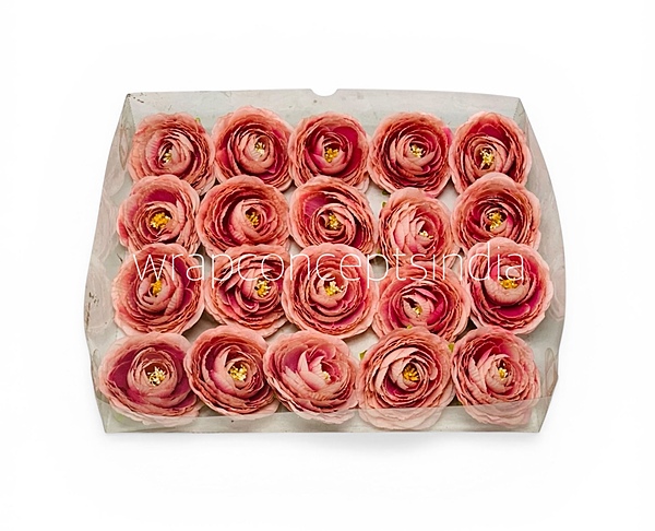 Dusky Blush Ranunculus