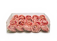 Dusky Blush Ranunculus