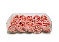 Dusky Blush Ranunculus