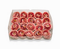 Dusky Blush Ranunculus