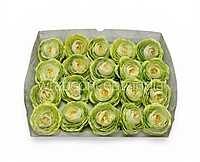 Spring Leaf Ranunculus