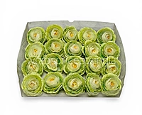 Spring Leaf Ranunculus