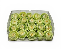 Spring Leaf Ranunculus