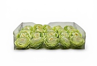 Spring Leaf Ranunculus
