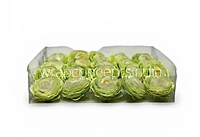 Spring Leaf Ranunculus