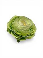 Spring Leaf Ranunculus