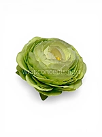 Spring Leaf Ranunculus