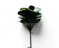 Jade Garden Fillers