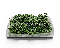 Meadow Bud Leaf Filler