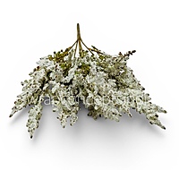 Frosted Elegance Stems (Set of 2)