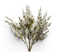 Frosted Elegance Stems (Set of 2)