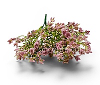 Spring Greens (Set of 2)-Pink