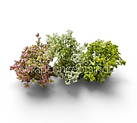 Spring Greens (Set of 2)