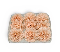 Peach Bloom Dahlia (20 pcs)